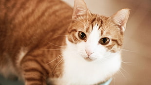 selective focus photography oforange tabby cat